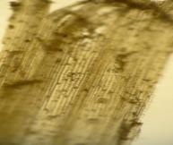 C:\Users\��������\Desktop\������� 2013\P1330316.JPG