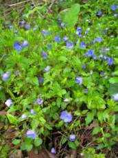 ����� ��� (4)