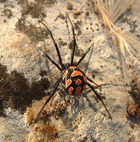  Latrodectus tredecimguttatus Pall