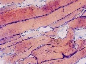 C:\Documents and Settings\mikrostruktura\Рабочий стол\кранодар\говядина 1\20х.jpg