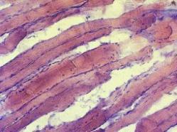 C:\Documents and Settings\mikrostruktura\Рабочий стол\кранодар\Свинина 1\20х.jpg