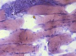 C:\Documents and Settings\mikrostruktura\Рабочий стол\кранодар\Свинина 1\40х(2).jpg