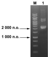 G:\������\�������\������� 5.4.tif