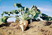 http://www.reallynatural.com/pictures/sugarbeet.jpg