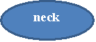 : neck