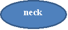: neck