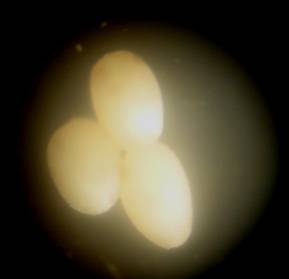 ��������: D:\����\����� ����� (2)\IMG_1238.JPG