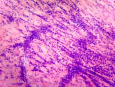 �������� ������������ �������