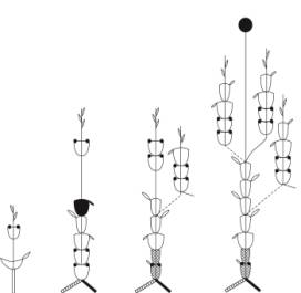 ��������: �����