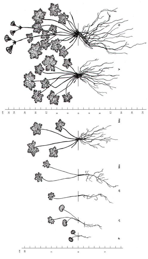 �����-�����%208
