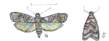 ��������: �