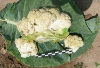 F:\���� �� 06.08.12 �\P1340961.JPG