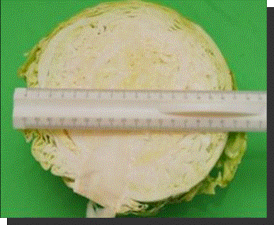 УЛЬТРАСКОРОСПЕЛАЯ копия.jpg