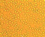 C:\Users\Nat\Desktop\7 кл 1.jpg