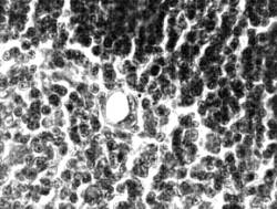 �������-��������-4