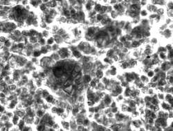 �������-��������-13