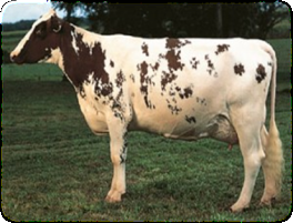 ��������: Obrazek