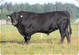 ��������: aberdeen angus2.jpg