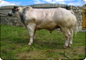 ��������: belgick&eacute; modr&eacute; - b&yacute;k.jpg