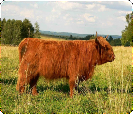 ��������: skotsk&yacute; n&aacute;horn&iacute;.jpg