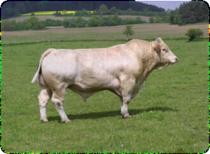 ��������: charolais.jpg