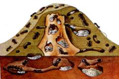 ��������: ������� ��� �������������: ���������� � �������