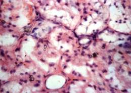 Описание: DSC05745