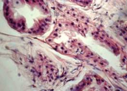 Описание: DSC05749