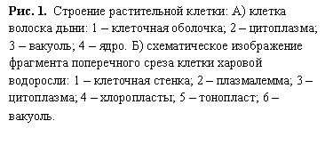 Подпись: Рис. 1. Строение растительной клетки: А) клетка волоска дыни: 1 – клеточная оболочка; 2 – цитоплазма; 3 – вакуоль; 4 – ядро. Б) схематическое изображение фрагмента поперечного среза клетки харовой водоросли: 1 – клеточная стенка; 2 – плазмалемма; 3 – цитоплазма; 4 – хлоропласты; 5 – тонопласт; 6 – вакуоль.