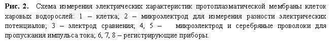 Подпись: Рис. 2. Схема измерения электрических характеристик протоплазматической мембраны клеток харовых водорослей: 1 – клетка; 2 – микроэлектрод для измерения разности электрических потенциалов; 3 – электрод сравнения; 4, 5 – микроэлектрод и серебряные проволоки для пропускания импульса тока; 6, 7, 8 – регистрирующие приборы.