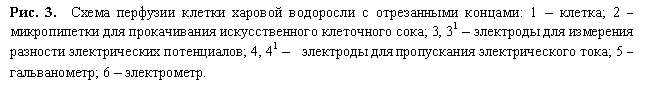 Подпись: Рис. 3. Схема перфузии клетки харовой водоросли с отрезанными концами: 1 – клетка; 2 – микропипетки для прокачивания искусственного клеточного сока; 3, 31 – электроды для измерения разности электрических потенциалов; 4, 41 – электроды для пропускания электрического тока; 5 – гальванометр; 6 – электрометр.