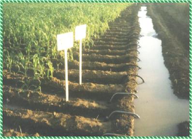 ��������: �����