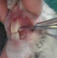 D:\aspirantura\expirement\foto kpolika\foto krolika\IMG_2960.JPG