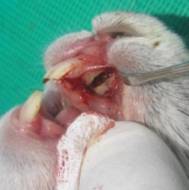 D:\aspirantura\expirement\foto kpolika\115___06\IMG_2971 - копия.JPG