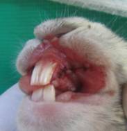 D:\aspirantura\expirement\foto kpolika\foto krolika\IMG_2980.JPG