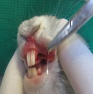 D:\aspirantura\expirement\foto kpolika\foto krolika\IMG_2978.JPG