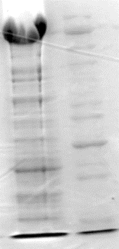 C:\Users\�����\Desktop\��� �����-1.tif