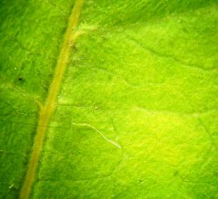 ��������: ������� �