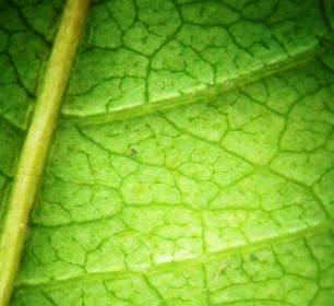 ��������: ������� �