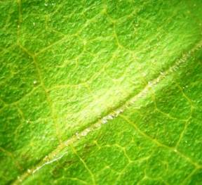 ��������: ������� �