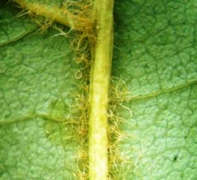 ��������: ������� �