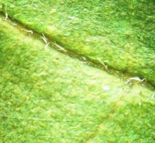 ��������: ����� �