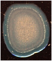 C:\Users\EVGENIY\Desktop\����� �����\1.jpg