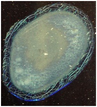 C:\Users\EVGENIY\Desktop\����� �����\2.jpg