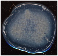 C:\Users\EVGENIY\Desktop\����� �����\5.jpg