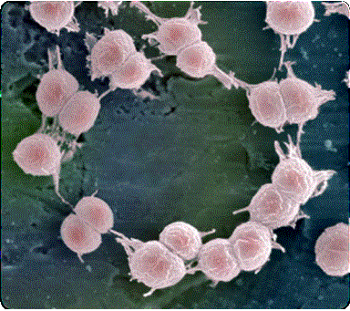 http://elementy.ru/images/news/deinococcus_geothermalis_300.jpg