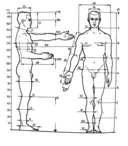 Human Body Height Chart