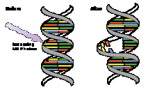 http://upload.wikimedia.org/wikipedia/commons/thumb/f/fd/DNA_UV_mutation.svg/300px-DNA_UV_mutation.svg.png