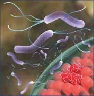 ������������ ������