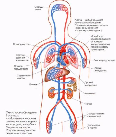 : : http://realfact.undersite.ru/pictures/interesting/krov.jpg